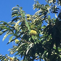 秋の食材